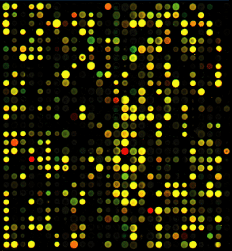 microarray.gif